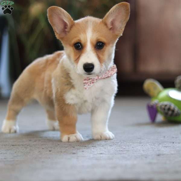 Fern, Pembroke Welsh Corgi Puppy